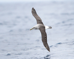 Buller's albatross (Thalassarche bulleri)