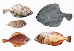 ...European flounder (Platichthys flesus), common dab (Limanda limanda), turbot (Scophthalmus maxim