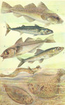 ...), Atlantic cod (Gadus morhua), haddock (Melanogrammus aeglefinus), Atlantic mackerel (Scomber s