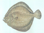 turbot (Scophthalmus maximus)