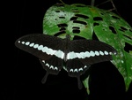 banded swallowtail (Papilio demolion)