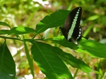 banded swallowtail (Papilio demolion)