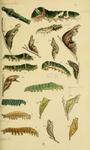 blue Mormon (Papilio polymnestor), red Helen (Papilio helenus), common Mormon (Papilio polytes),...