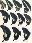 banded swallowtail (Papilio demolion), Papilio gigon, great Helen (Papilio iswara), red Helen (P...