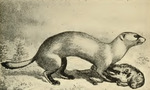 black-footed ferret (Mustela nigripes)