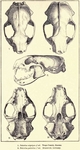 black-footed ferret (Mustela nigripes)