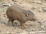 pygmy hog (Porcula salvania)