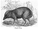 pygmy hog (Porcula salvania)