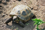 Russian tortoise (Agrionemys horsfieldii)