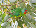 swift parrot (Lathamus discolor)