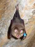 lesser horseshoe bat (Rhinolophus hipposideros)