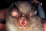 lesser horseshoe bat (Rhinolophus hipposideros)