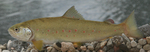 Adriatic trout (Salmo obtusirostris)