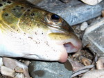 Adriatic trout (Salmo obtusirostris)