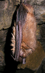 Geoffroy's bat (Myotis emarginatus)