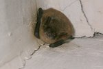 Geoffroy's bat (Myotis emarginatus)