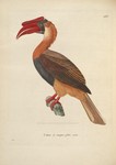 rufous hornbill (Buceros hydrocorax)