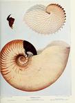 knobbed argonaut (Argonauta nodosa), crusty nautilus (Allonautilus scrobiculatus)