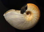 crusty nautilus (Allonautilus scrobiculatus)
