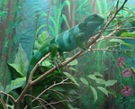 Fiji banded iguana (Brachylophus fasciatus)