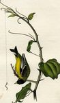 lesser goldfinch (Spinus psaltria)