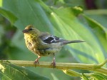 lesser goldfinch (Spinus psaltria)