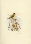 lesser goldfinch (Spinus psaltria hesperophilus)
