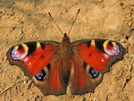 European peacock butterfly (Aglais io)