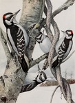 hairy woodpecker (Leuconotopicus villosus), downy woodpecker (Dryobates pubescens)