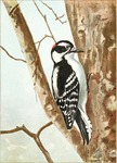 downy woodpecker (Dryobates pubescens)