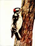 downy woodpecker (Dryobates pubescens)