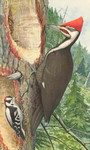 pileated woodpecker (Dryocopus pileatus), downy woodpecker (Dryobates pubescens)