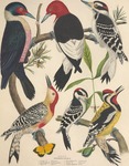 ...Lewis's woodpecker (Melanerpes lewis), red-headed woodpecker (Melanerpes erythrocephalus), hairy