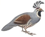 California valley quail (Callipepla californica)
