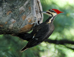 pileated woodpecker (Hylatomus pileatus)
