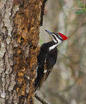 pileated woodpecker (Dryocopus pileatus)