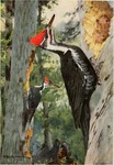 pileated woodpecker (Dryocopus pileatus)
