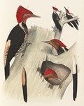 helmeted woodpecker (Celeus galeatus), pileated woodpecker (Dryocopus pileatus)