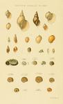 Illustrated Index of British Shells. Plate XXI.