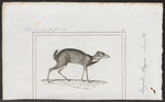 greater mouse-deer (Tragulus napu)