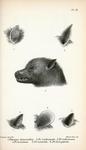 Catalogue of the chiroptera - 3. Rodrigues flying fox, Rodrigues fruit bat (Pteropus rodricensis...