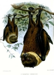 Ryukyu flying fox, Ryukyu fruit bat (Pteropus dasymallus)