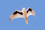 letter-winged kite (Elanus scriptus)