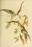 black-shouldered kite (Elanus axillaris), letter-winged kite (Elanus scriptus)