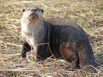 African clawless otter (Aonyx capensis)