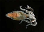 Atlantic white-spotted octopus (Callistoctopus macropus)