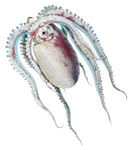 football octopus (Ocythoe tuberculata)