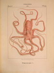 Atlantic white-spotted octopus (Callistoctopus macropus)