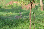 Indian hare, black-naped hare (Lepus nigricollis)
