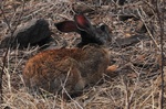 Indian hare, black-naped hare (Lepus nigricollis)